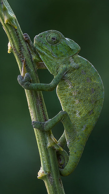 reptile, Animal HD phone wallpaper