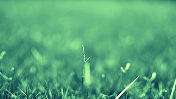 Grass, Plant, Macro, Blur, Smooth, Faded HD wallpaper