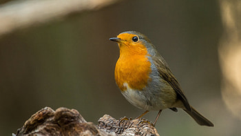Robin, animal, nature, bird HD wallpaper