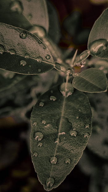 Leaves HD phone wallpaper