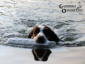 Springer Spaniel in Water, guide dogs online, dogs, springer spaniel, ocean HD wallpaper