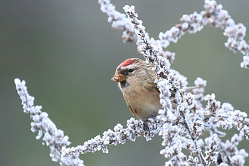 Redpoll, branch, bird, finch HD wallpaper