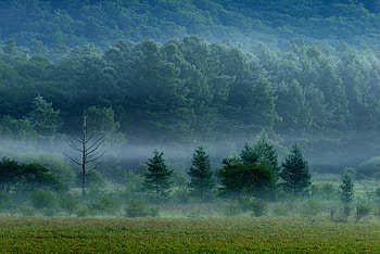Nature, Trees, Grass, Forest, Fog HD wallpaper