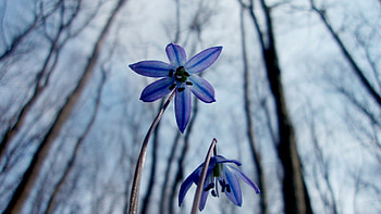 Spring flowers, blue, flower, nature, spring, forest, tree HD wallpaper