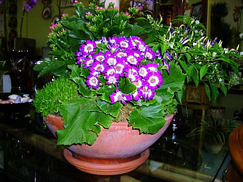 Beautiful Flowers, cool, beautiful, flowers HD wallpaper