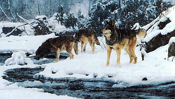 Winter Wolf Pack, pack, wildlife, pups, animals, snow, nature, grey wolf HD wallpaper