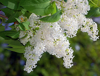 Lilac whites, lilacs, white, flowers, tree HD wallpaper