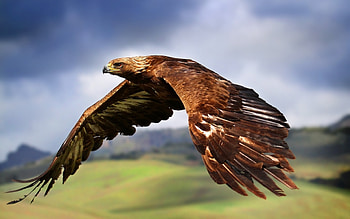 Eagle, Animals, Bird, Predator, Flight, Wings, Wave, Sweep HD wallpaper