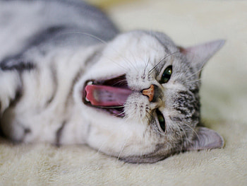 Animals, Cat, Muzzle, Mouth, To Yawn, Yawn, Nose HD wallpaper