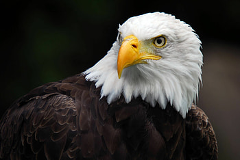 Mesmerizing bald eagle, My site, Striking American symbol HD wallpaper