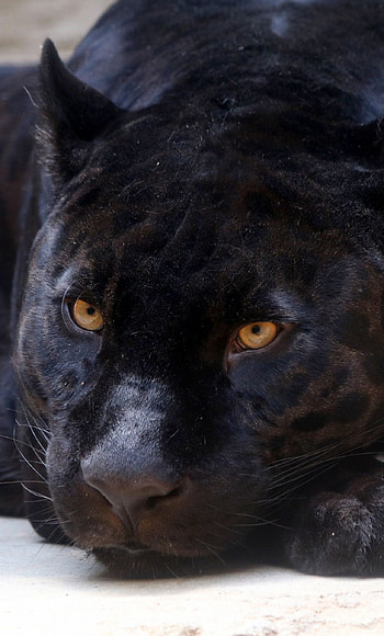 Black panther, Wild Animals HD phone wallpaper