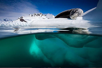 Seals, seal, artic, green, fish, water, mammals, ocean HD wallpaper