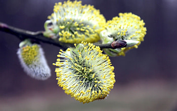 Macro, Bloom, Flowering, Branch, Pussy Willow, Verba, Season HD wallpaper