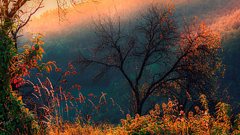 Colorful Leaves Green Dry Grasses Trees Forest Slope Mountains With Fog During Sunset Flowers HD wallpaper