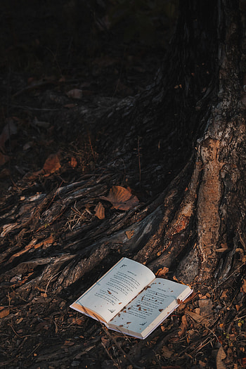 Forest, Miscellanea, Miscellaneous, Wood, Tree, Book HD phone wallpaper