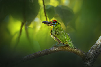 Animal, Barbet HD wallpaper