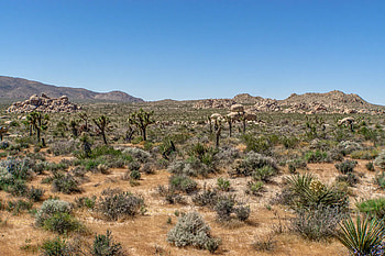Joshua Tree, National park, Must-visit sites, Highlights HD wallpaper