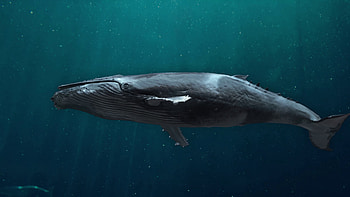 Blue Whale, footage, Alpha, Loop HD wallpaper