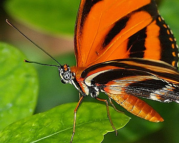 Bright Orange Butterfly, leaf, black, orange, butterfly HD wallpaper