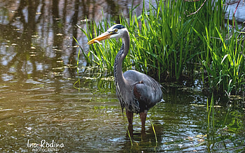 Heron, reeds, bird, Latvia, water HD wallpaper