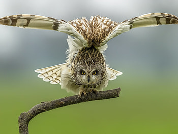 Swamp Owl, animal, wings, bird, trees, owl HD wallpaper