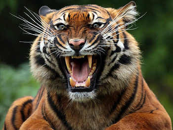 Animals, Grin, Predator, Tiger, Wild Cat, Wildcat HD wallpaper