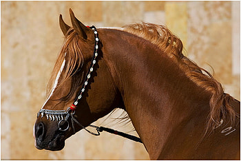 Handsome Brown, animal, horse, brown, strong, handsome HD wallpaper