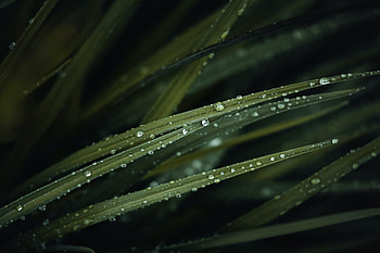 Water, Grass, Drops, Macro HD wallpaper