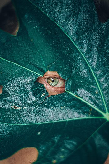 Plant, Miscellanea, Miscellaneous, Sheet, Leaf, Sight, Opinion, Eye HD phone wallpaper