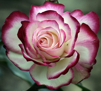 dipped in red, plants, buds, soft, beauty, nice, rose, delicate, blossoms, nature, flowers, blooms, lovely HD wallpaper