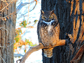 Animals, Owl, Bird, Branch, Predator, Sight, Opinion, Eagle Owl HD wallpaper