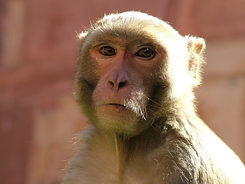 Animals, Muzzle, Monkey, Wildlife HD wallpaper