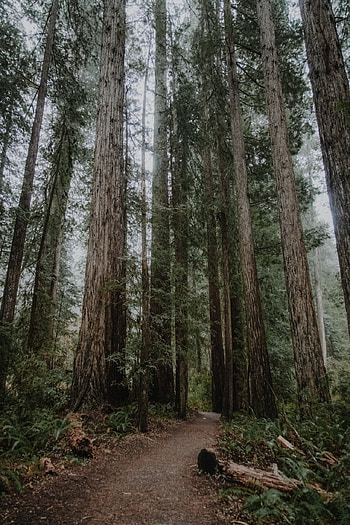 Redwood original, Tumblr archives, Nature's masterpieces, Organic inspiration HD phone wallpaper