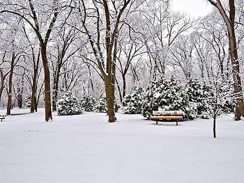 Winter Bench, winter, trees, bench, snow HD wallpaper