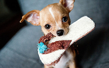 Animals, Muzzle, Chihuahua, Slippers, Slipper HD wallpaper