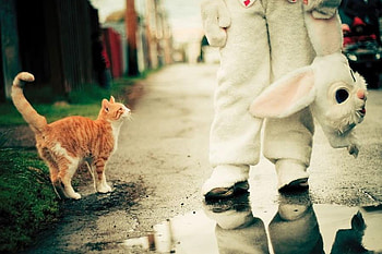 What's this?, mask, kittten, cat, nature, pet HD wallpaper