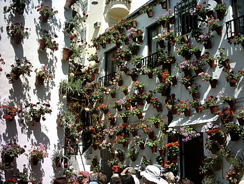 flower patio, spain, patio, wall, flowers, cordoba, andalucia, pots HD wallpaper