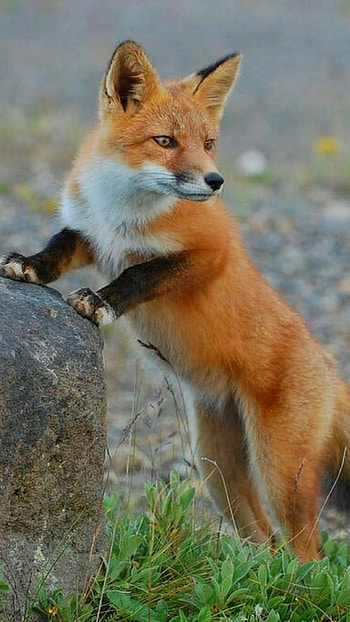 Fox, Brown White Animal HD phone wallpaper