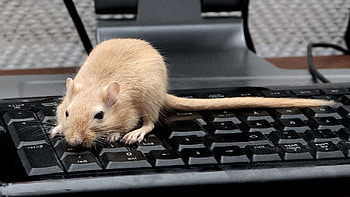 Animals, Keys, Tail, Keyboard, Gerbil HD wallpaper