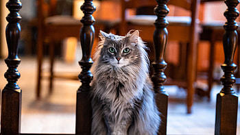 Light Blue Eyes Grey White Fur Cat Is Sitting In Blur Chairs Background Cat HD wallpaper