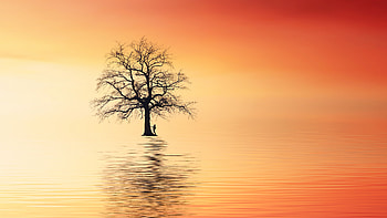 Sea, Reflection, Silhouette, Wood, Tree, Minimalism, Lonely, Alone HD wallpaper