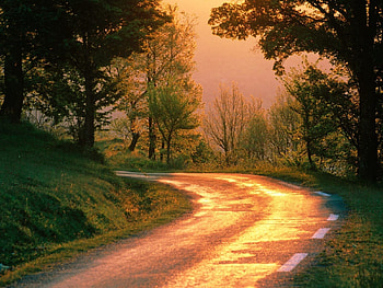 Nature, Road, Turn, Forest, Morning HD wallpaper