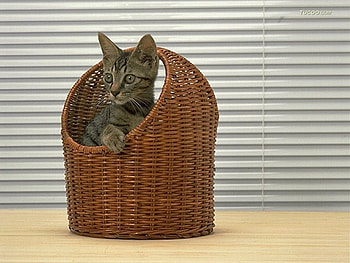 Kitten in basket, cats, kittens HD wallpaper