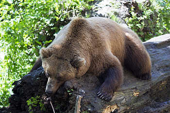 Animals, Wood, Lie, To Lie Down, Tree, Beast, Brown Bear HD wallpaper
