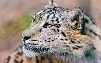 Animals, Snow, Leopard, Muzzle, Eyes HD wallpaper