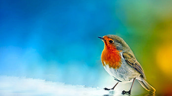 Robin bird, Adorable winter birds, , Sarah Peltier HD wallpaper