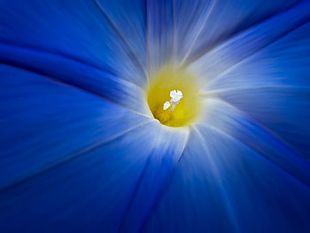 deep blue, blue, yellow, flower, center, close up HD wallpaper