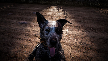 Dog, muzzle, far cry 5, video game HD wallpaper