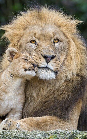 Lion with his Cub, baby animal, cub, cute, love, Animal, lion HD phone wallpaper