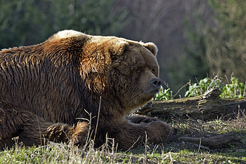 Animals, To Lie Down, Lie, Bear, Fat, Thick, Log HD wallpaper